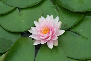 Pink Lotus by Brian Hunsberger